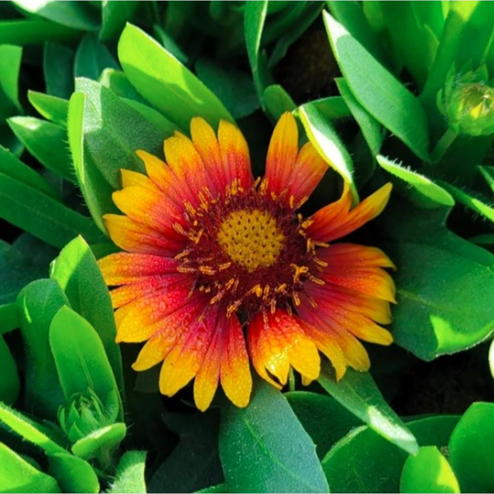 Gaillardia hybrida 'Gusto Sweet Chili' / Kokárdavirág Muskátli és